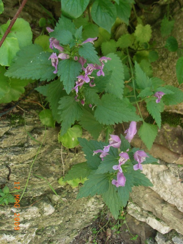 Lamium garganicum